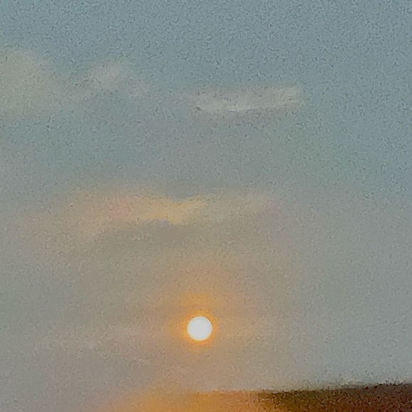 Meet your Posher, Joey - Picture 1 of 1